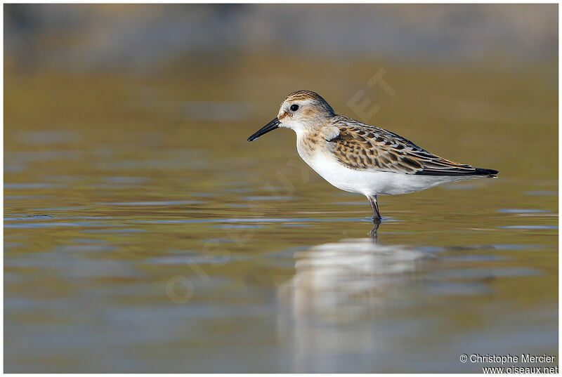 Little Stint