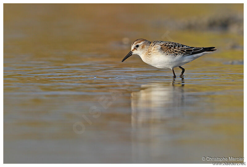 Little Stint