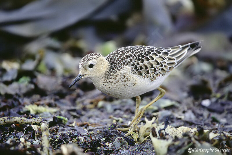 Buff-breasted Sandpiper