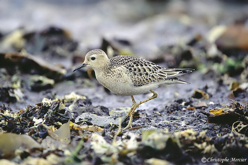 Buff-breasted Sandpiper