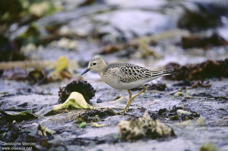 Bécasseau roussetjuvénile, identification