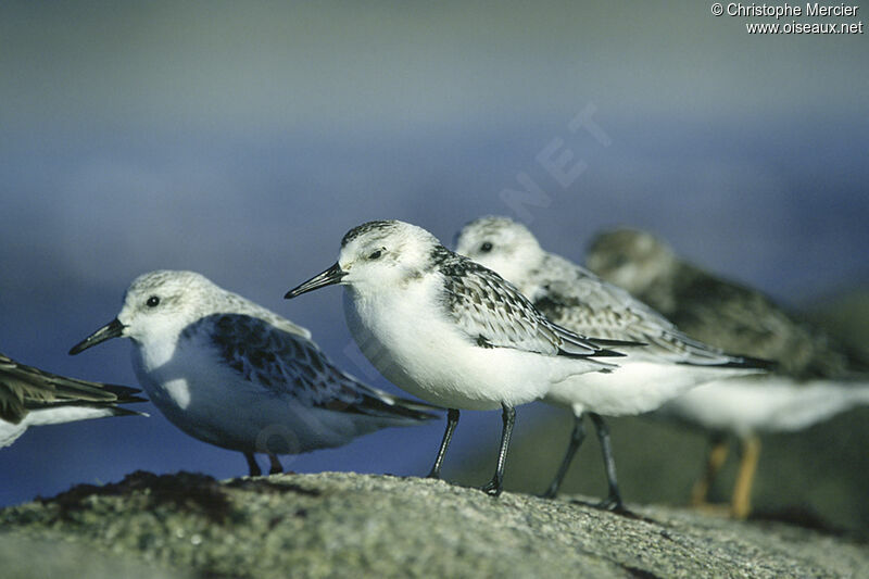 Bécasseau sanderling