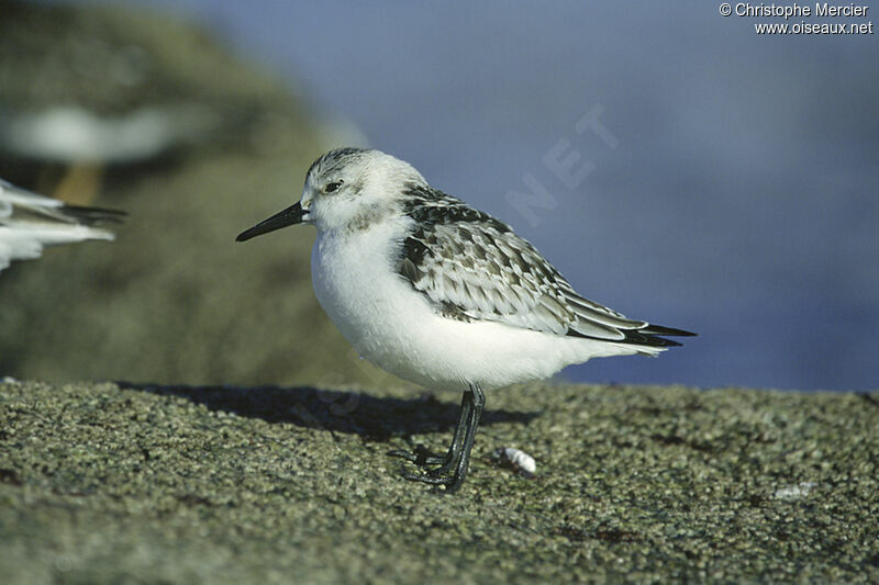 Bécasseau sanderling