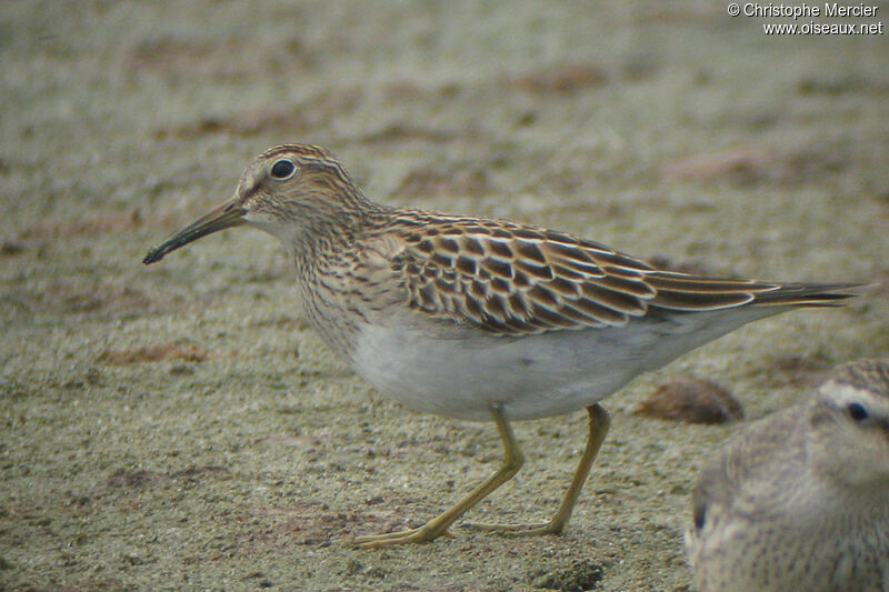 Pectoral Sandpiper