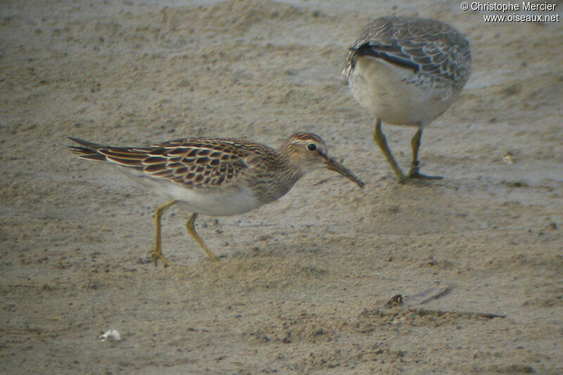 Pectoral Sandpiper