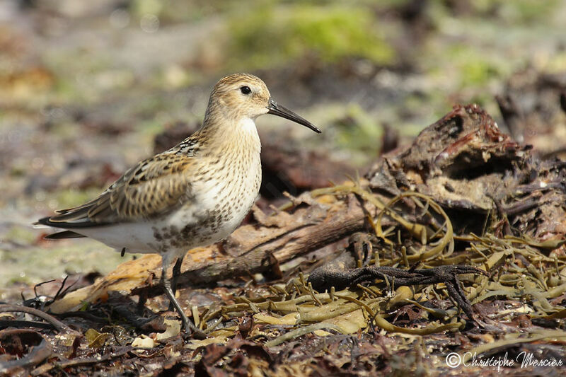 Bécasseau variable