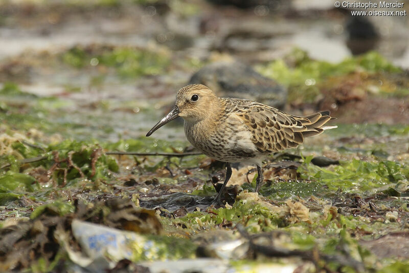 Bécasseau variable