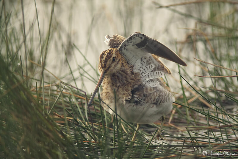 Common Snipe