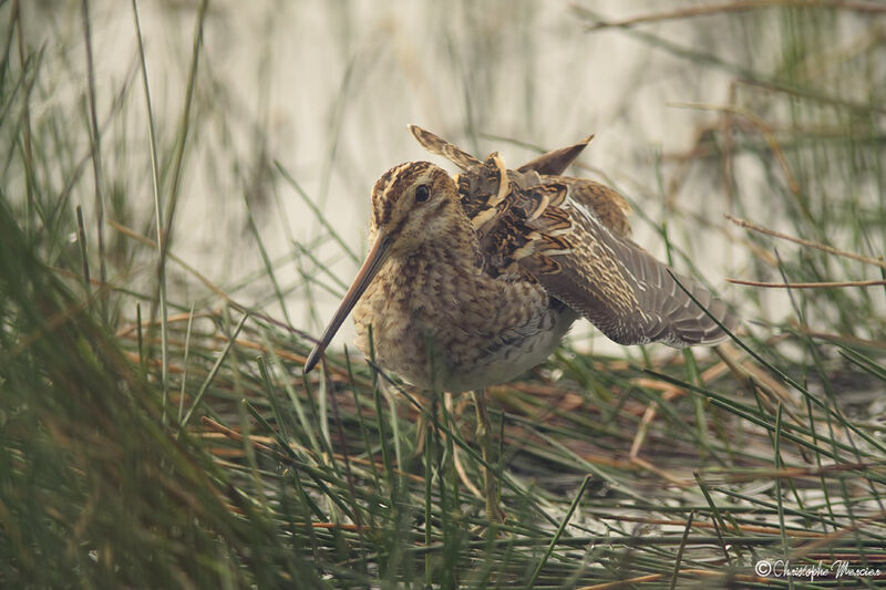 Common Snipe