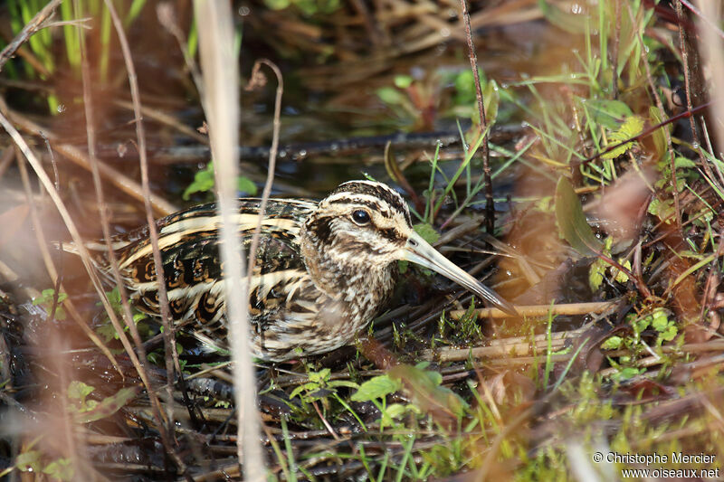 Jack Snipe