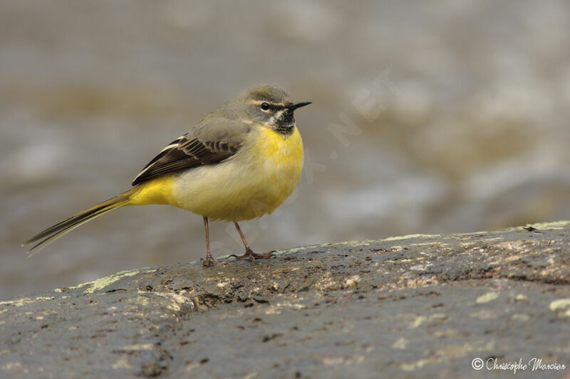 Grey Wagtail