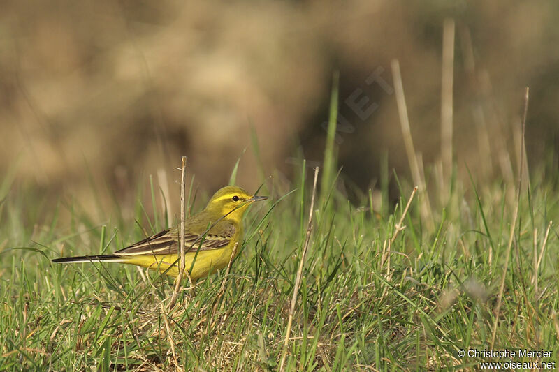 Western Yellow Wagtail (flavissima)