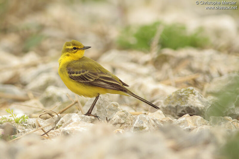 Western Yellow Wagtail (flavissima)