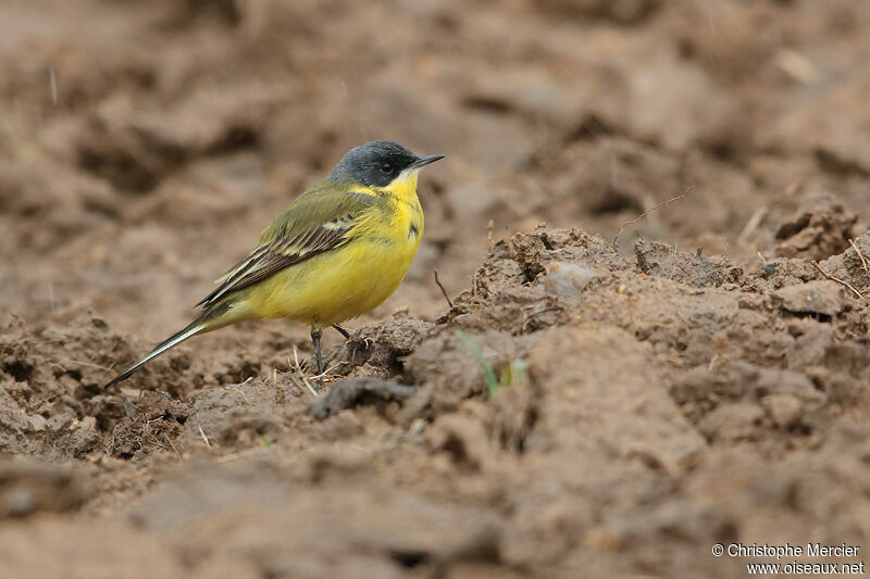 Western Yellow Wagtail