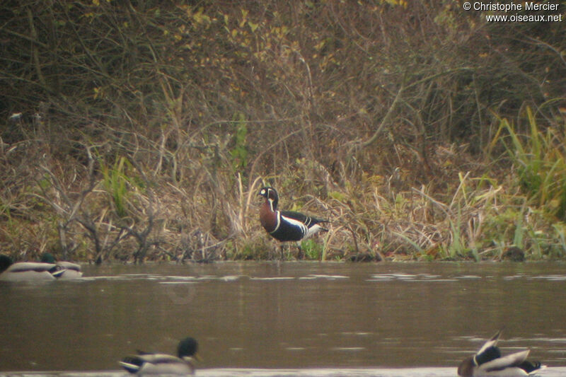 Red-breasted Goose