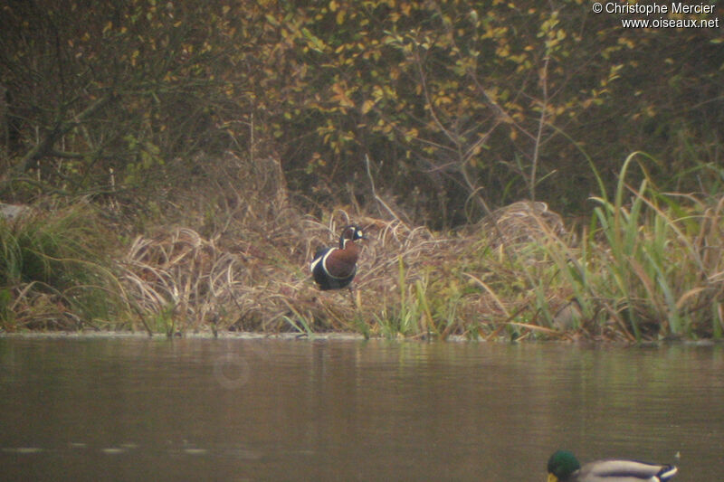 Red-breasted Goose