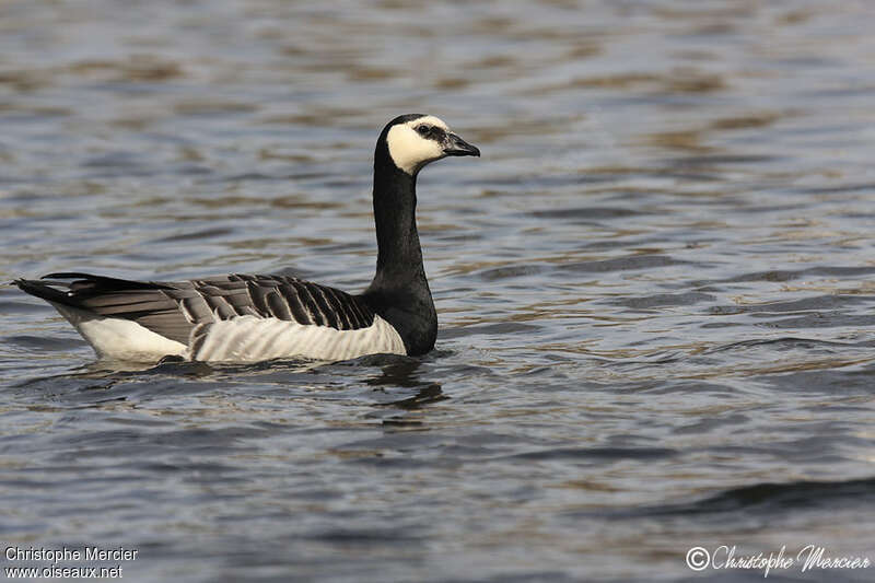 Barnacle Gooseadult, swimming