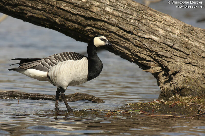 Barnacle Goose