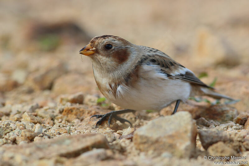 Snow Bunting