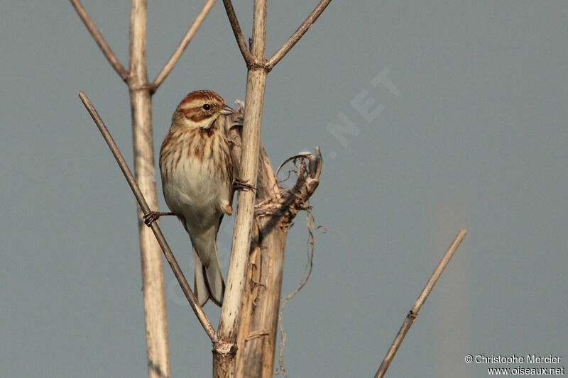 Common Reed Bunting