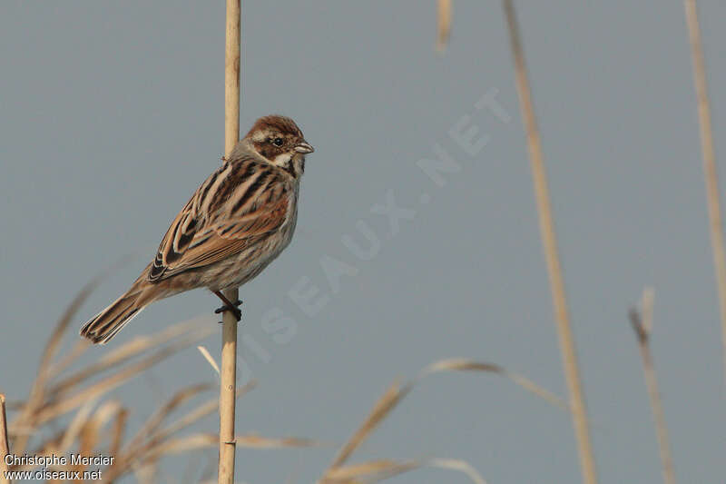 Bruant des roseaux femelle adulte, identification