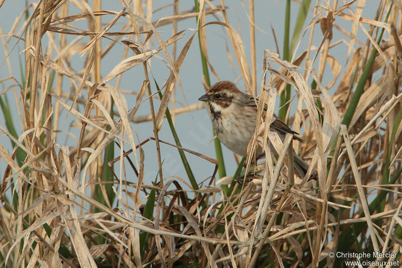 Common Reed Bunting