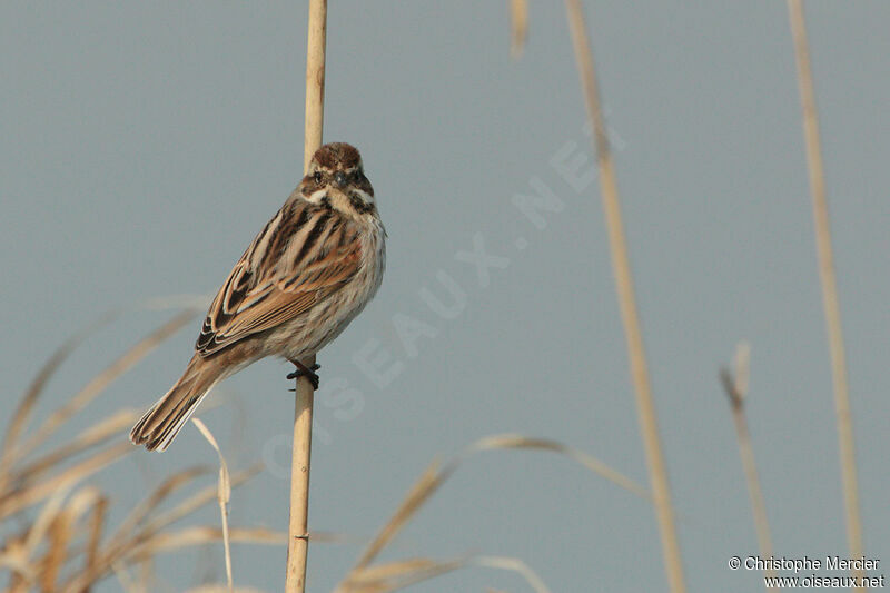 Common Reed Bunting