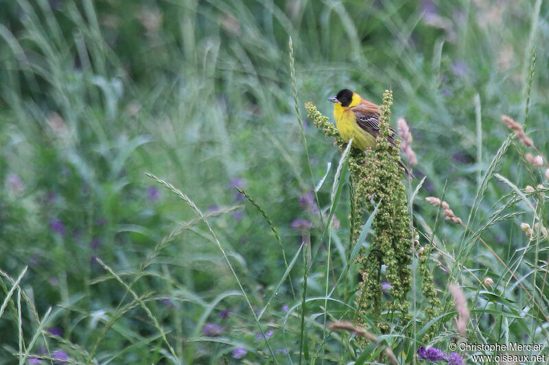 Black-headed Bunting