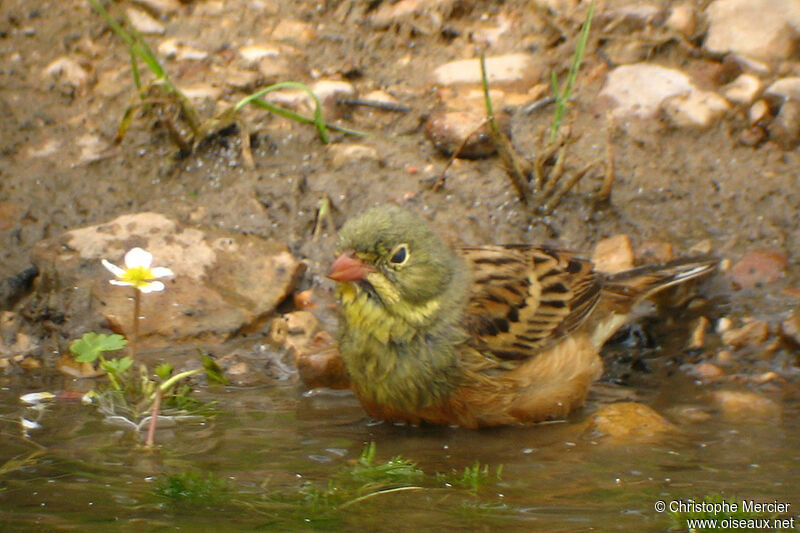 Ortolan Bunting