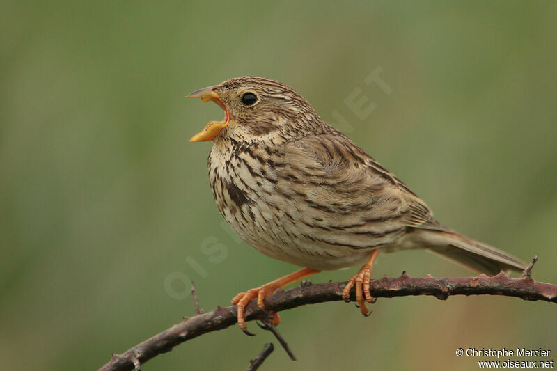 Corn Bunting