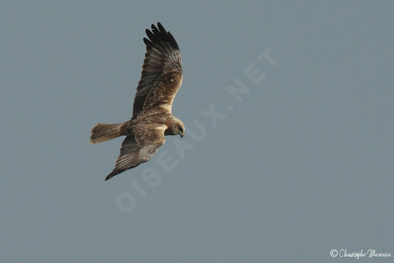 Western Marsh Harrier male