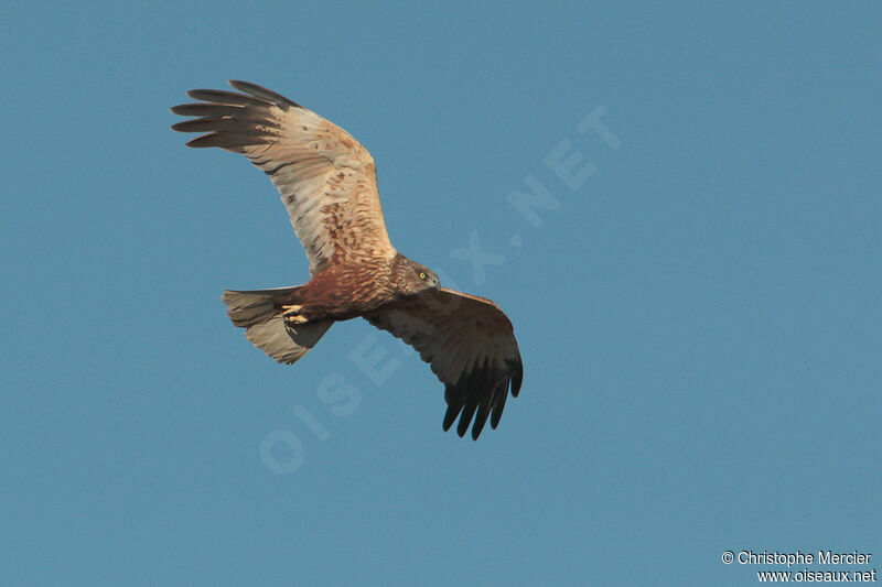 Western Marsh Harrier