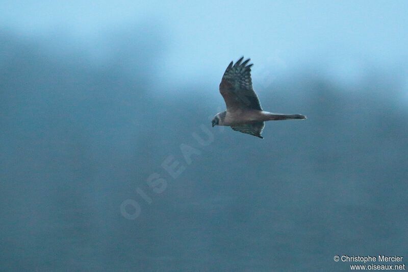 Pallid Harrier