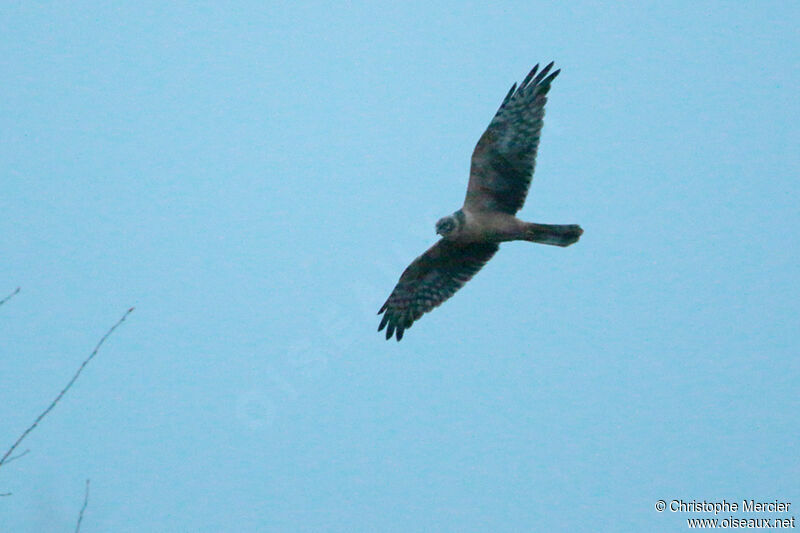 Pallid Harrier