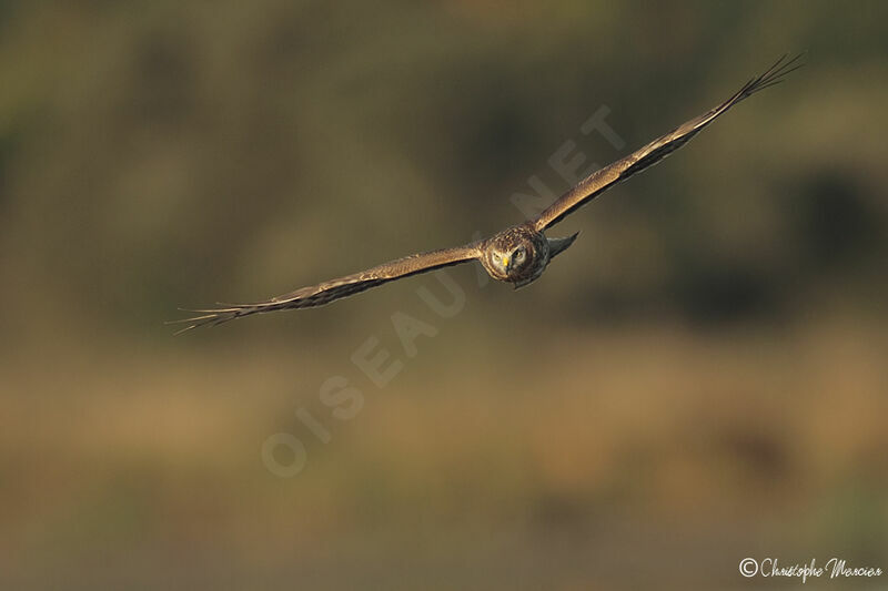 Hen Harrier