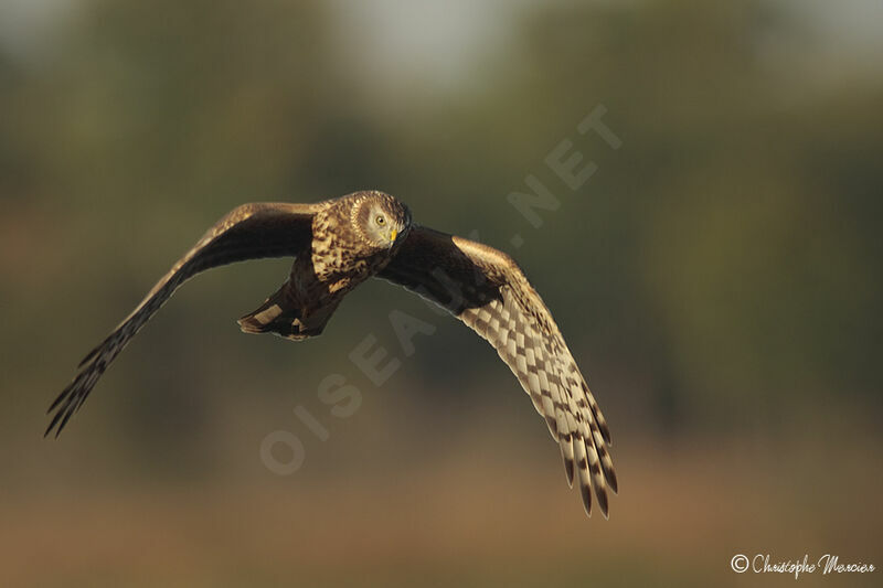 Hen Harrier