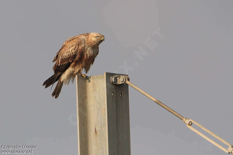 Long-legged Buzzardadult, Behaviour