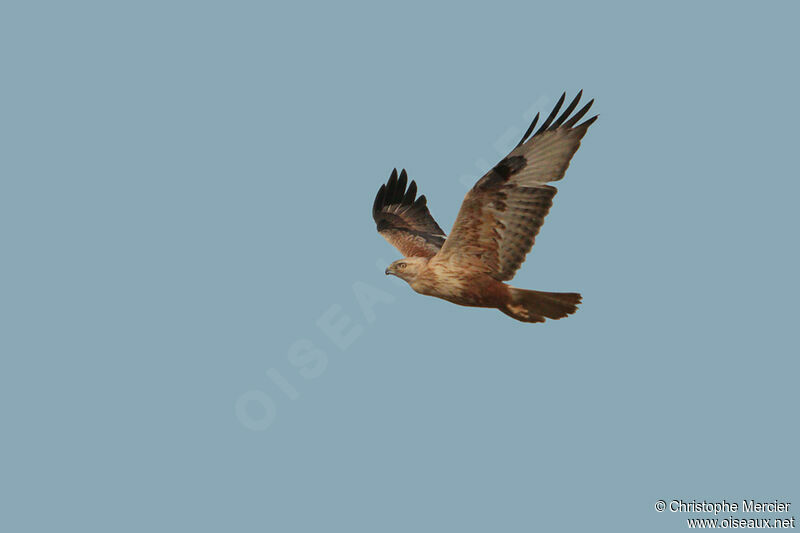 Long-legged Buzzard