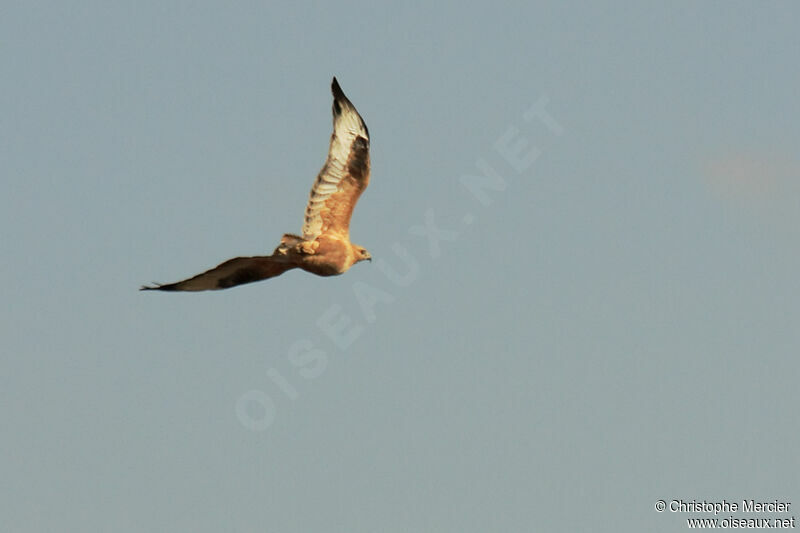 Long-legged Buzzard