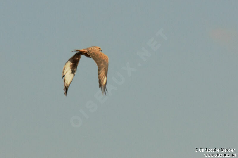 Long-legged Buzzard