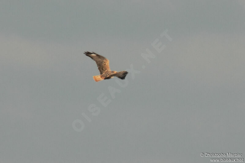 Long-legged Buzzard