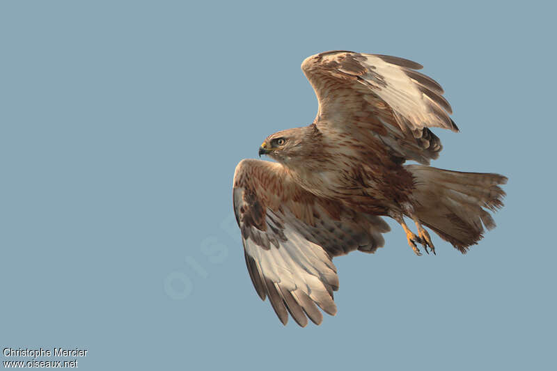 Long-legged Buzzard, Flight