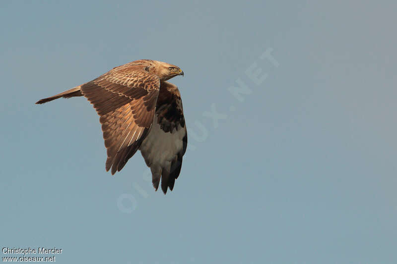 Long-legged Buzzard, Flight