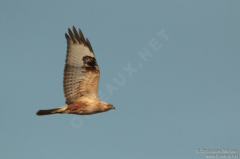 Long-legged Buzzard