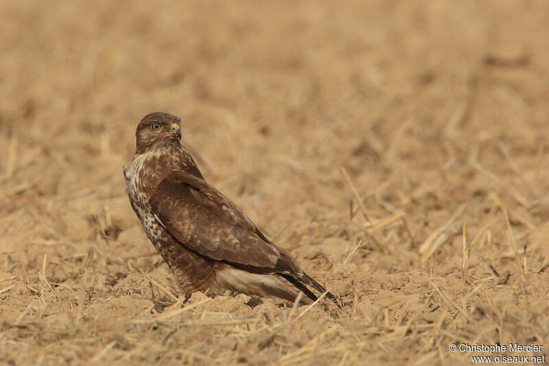 Buse variable