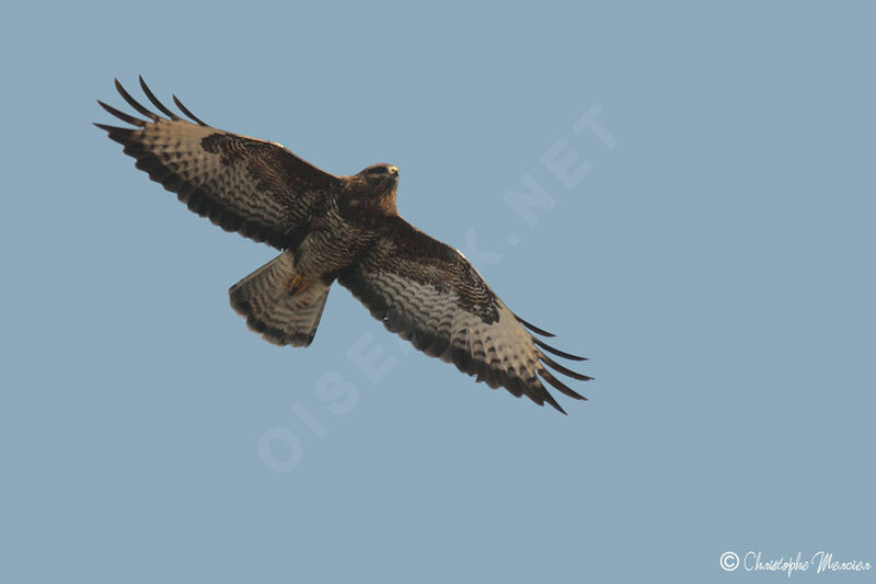 Common Buzzard