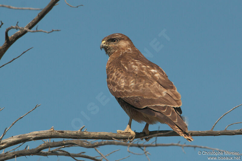 Buse variable