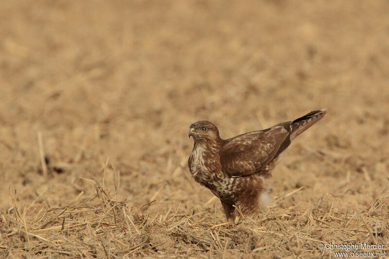 Common Buzzard