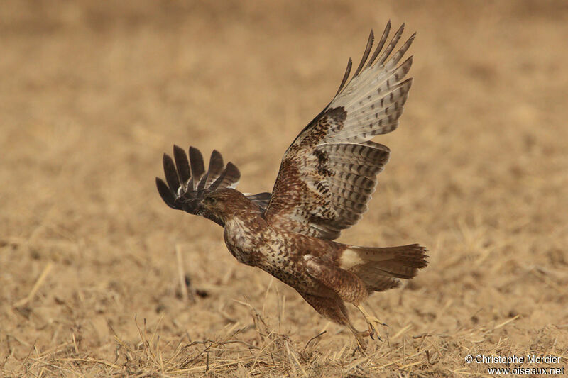 Buse variable