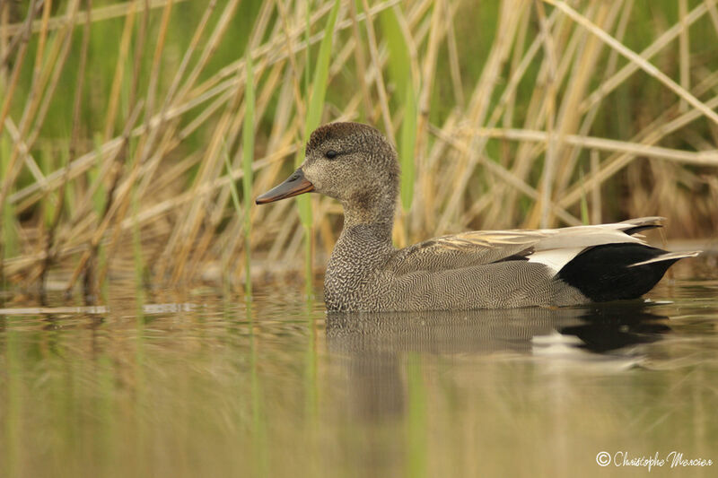 Canard chipeau